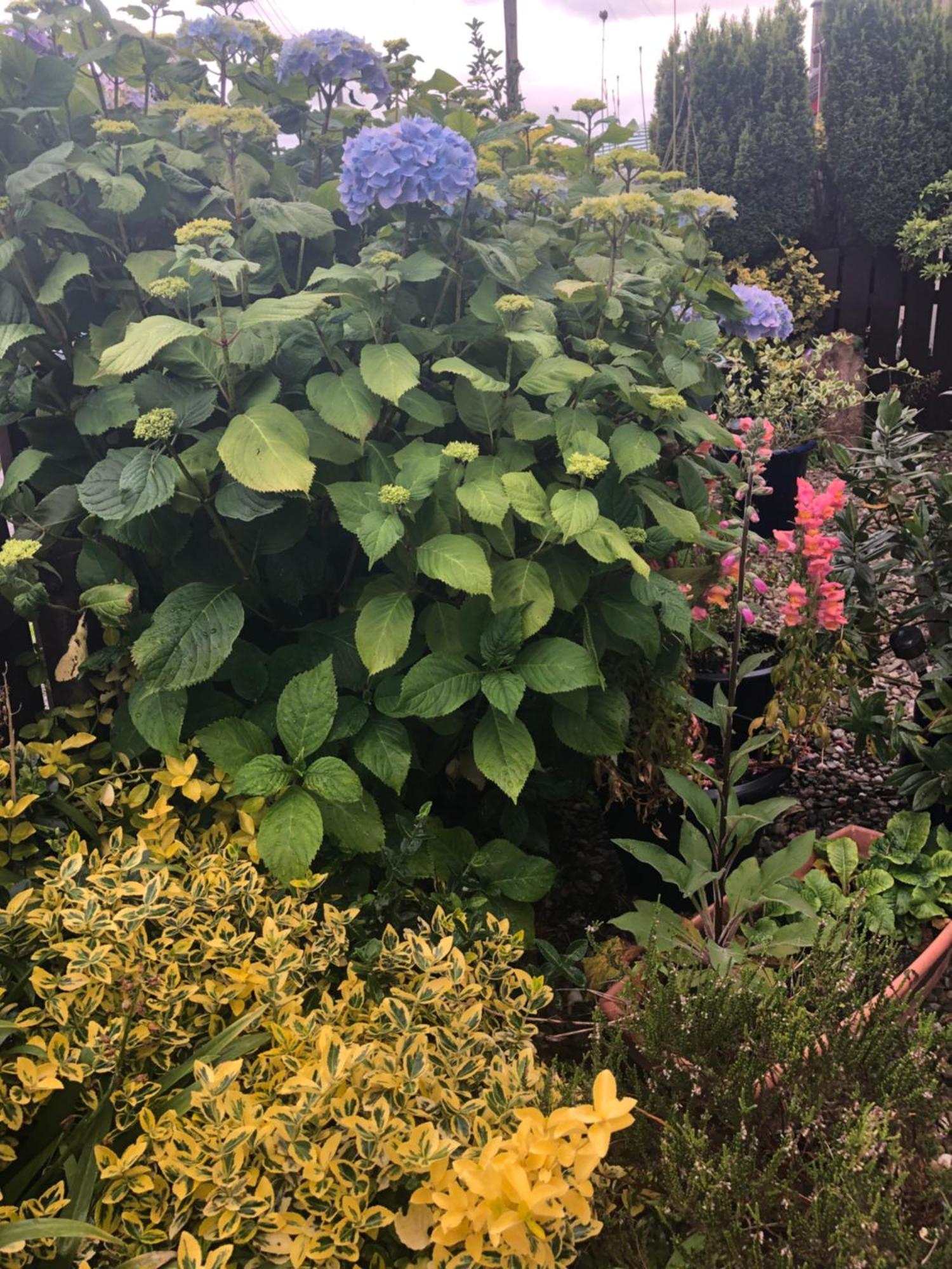 Ponderosea Cottage Free Gated Parking M1 & City Location, Wood Stove Lisburn Eksteriør bilde